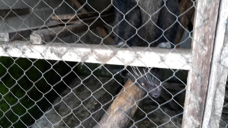 Binturong in coffee farm facility